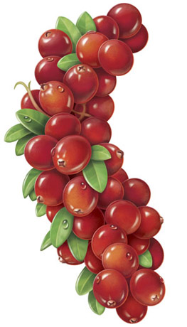 Cranberry Juice Art